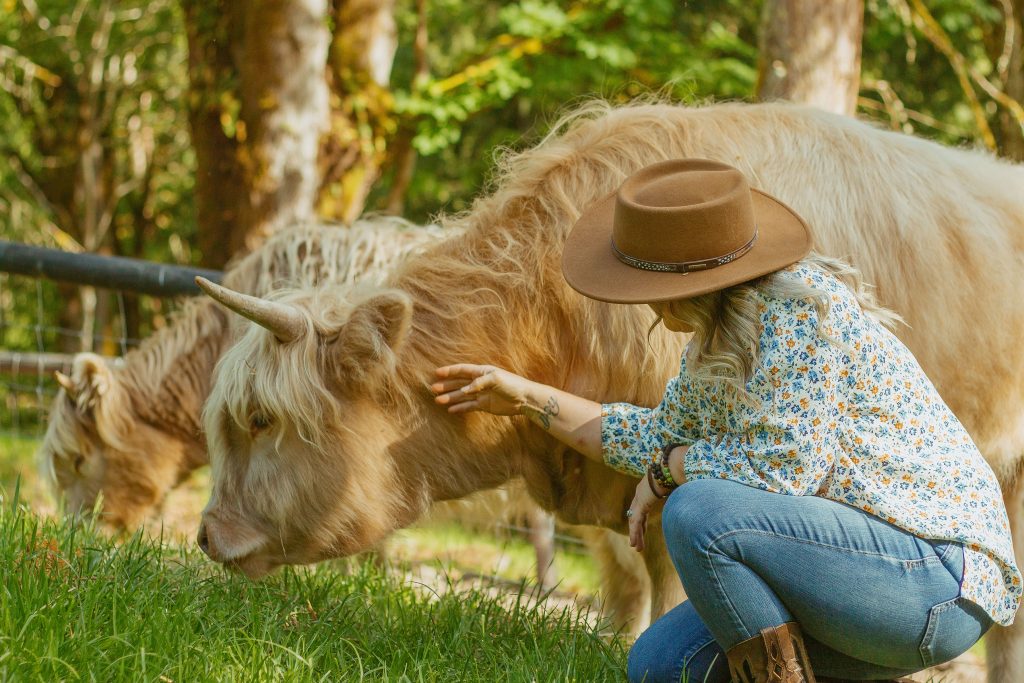 Jaimie Hinckle in cowboy hat gently petting a fluffy Highland cow on Highland & Co. Acres farm in natural outdoor setting
