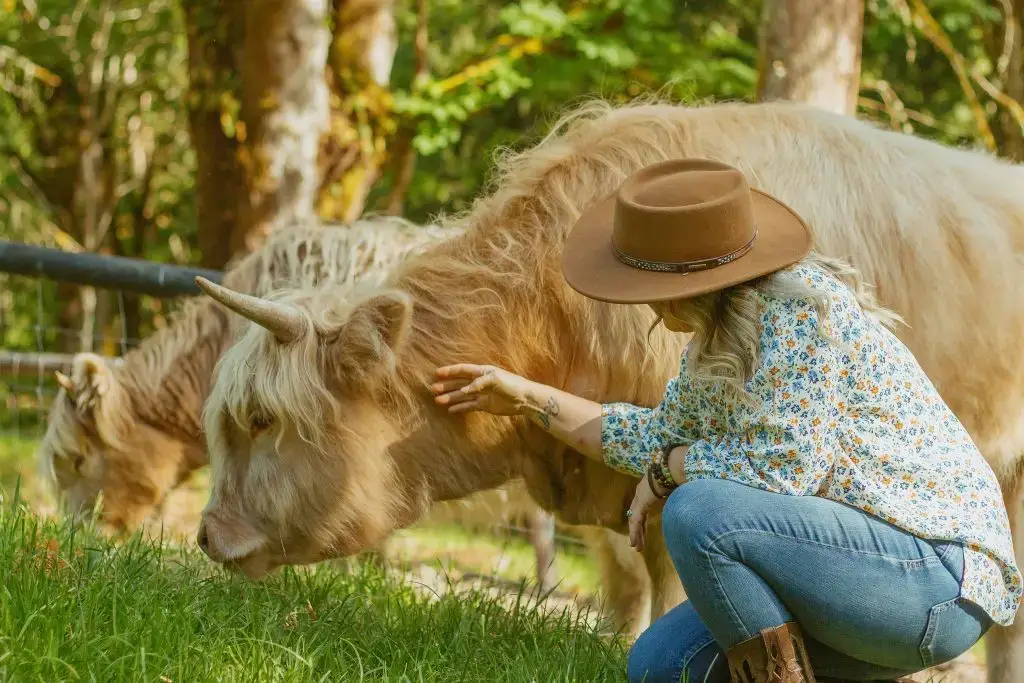 Jaimie Hinckle in cowboy hat gently petting a fluffy Highland cow on Highland & Co. Acres farm in natural outdoor setting