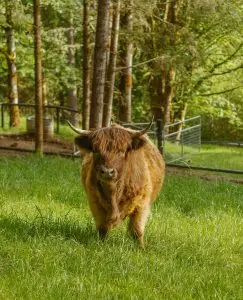 Highland cattle with distinctive long horns and shaggy coat standing in green pasture surrounded by trees at Highland & Co. Acres