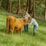 Dave and Jaimie, Highland & Co. Acres farm owners, interacting with Highland cattle in lush green pasture - authentic farm life