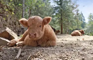 Highland Cattle Calves for Sale | AHCA Registered | DNA Tested | Highland & Co. Acres