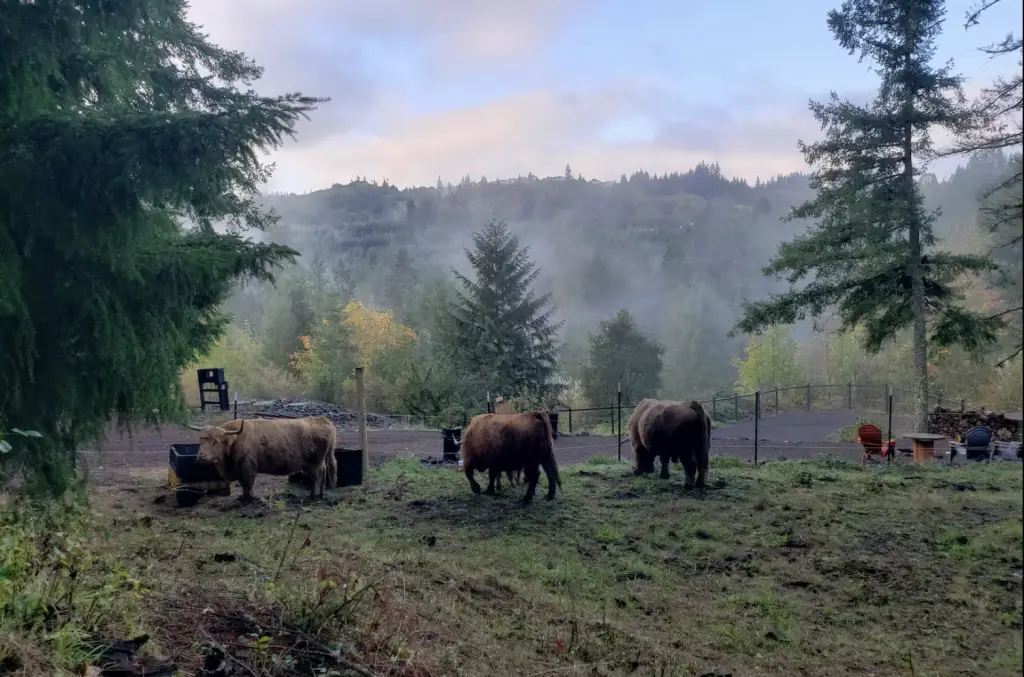 Highland cattle grazing in misty Pacific Northwest morning at Highland & Co. Acres - serene farm tour experience with mountain backdrop