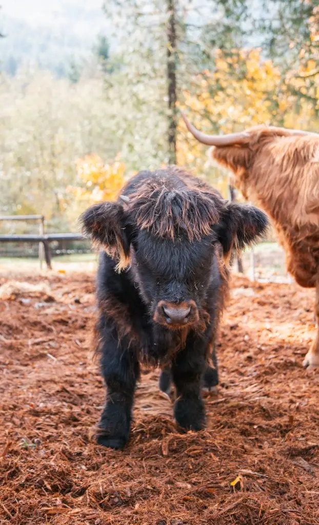 HCA Rarbaert O'Hart black Highland bull calf AHCA registered herd sire STR Encore son at Highland & Co Acres breeding program Washington