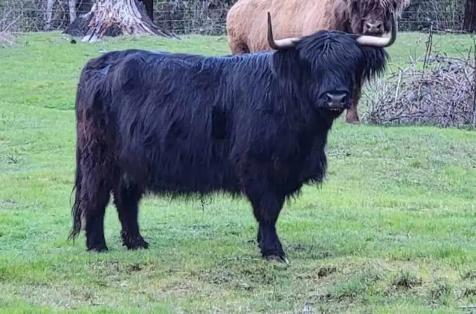 Mad Dog Mattis of KM3 brindle Highland bull AHCA 66895 Howling Springs King Maker son herd sire Highland & Co Acres Washington