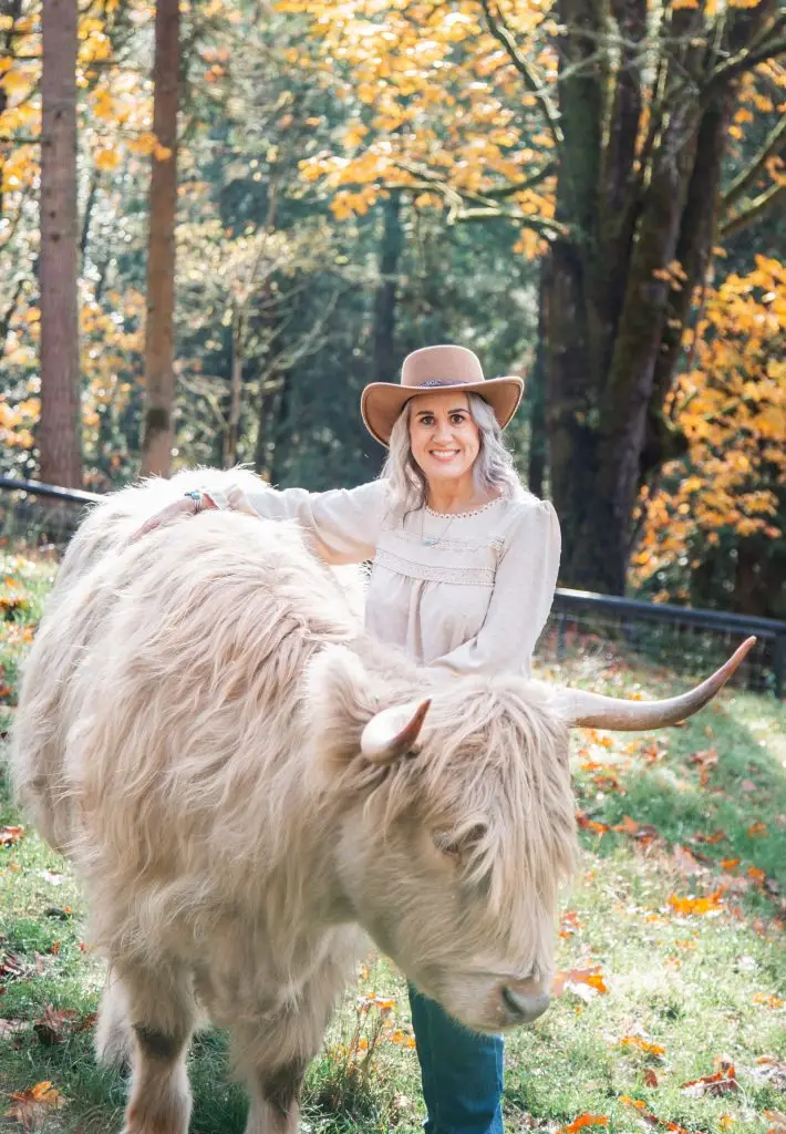 Highland cattle temperament training daily handling socialization AHCA registered breeder Highland & Co Acres Washington gentle calm cattle