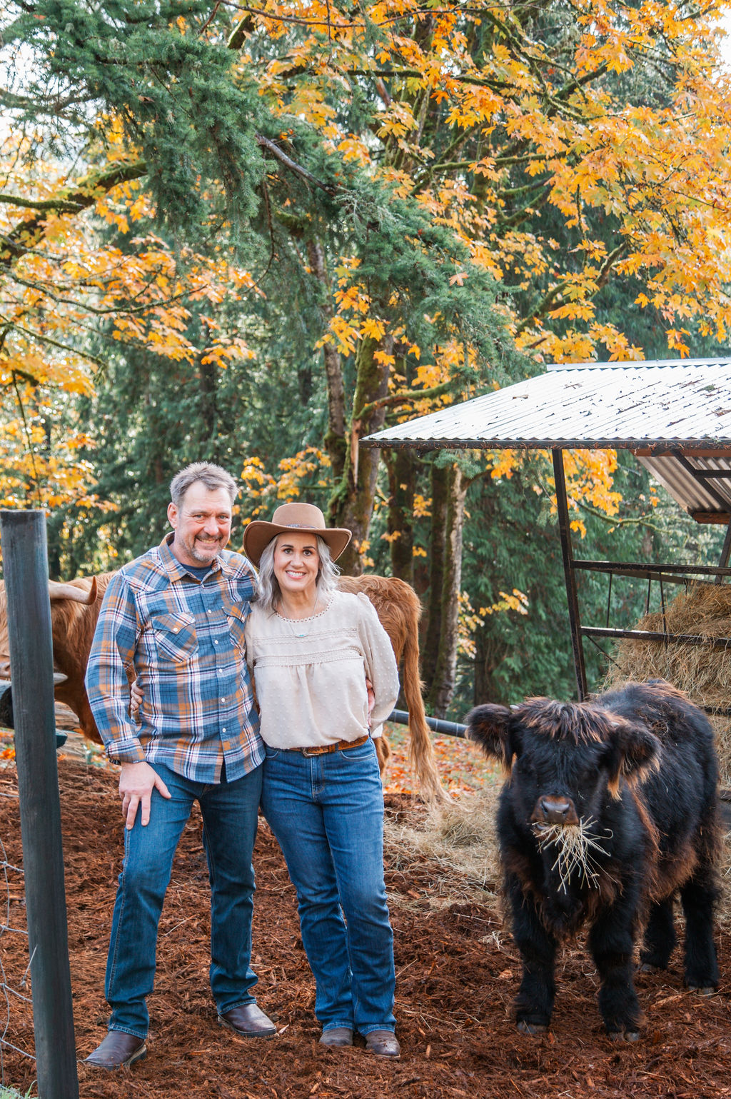 Highland cattle at Highland & Co. Acres — daily handling and socialization