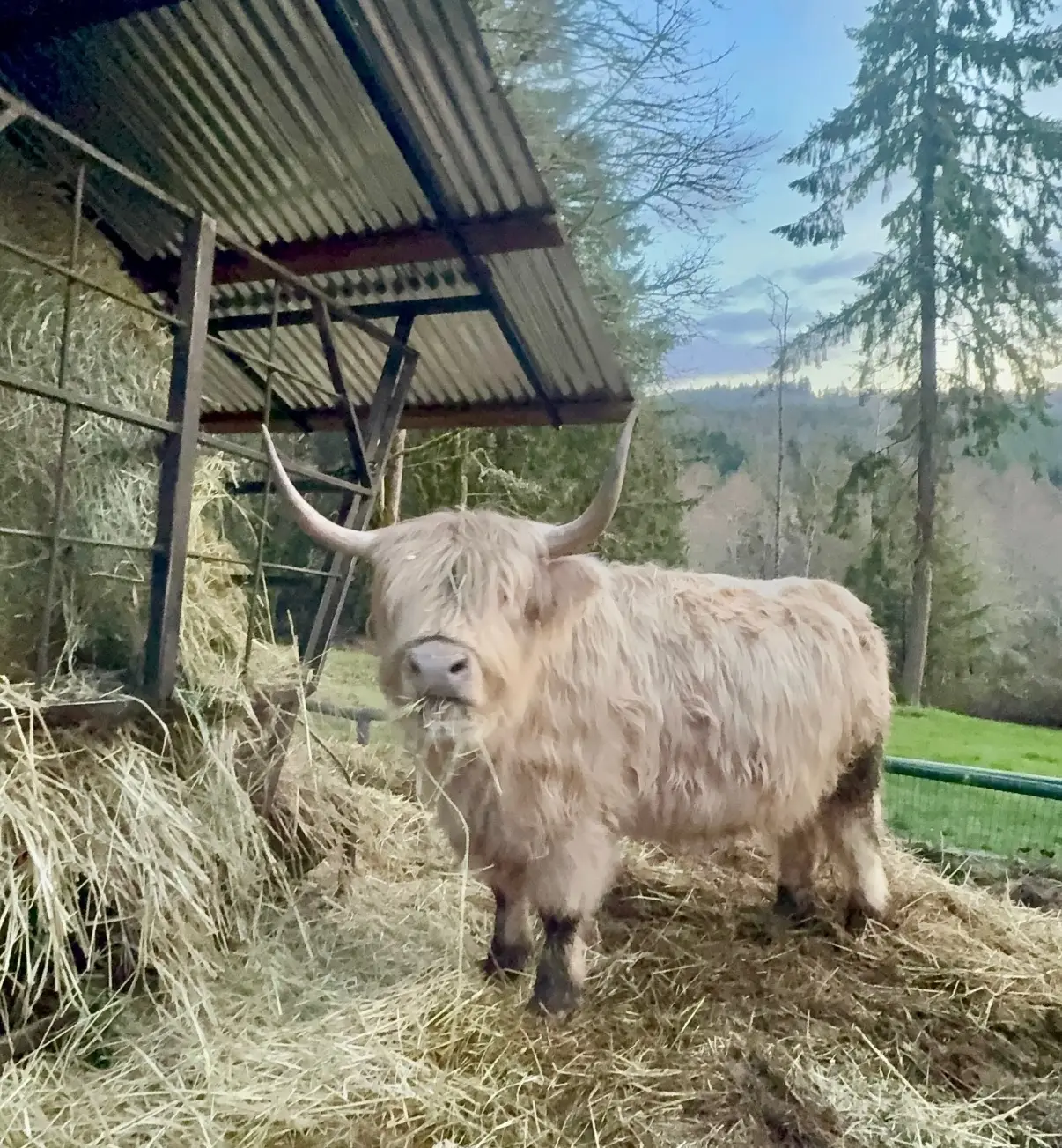 Squires Farm Andromeda — silver Highland cow, AHCA #67128