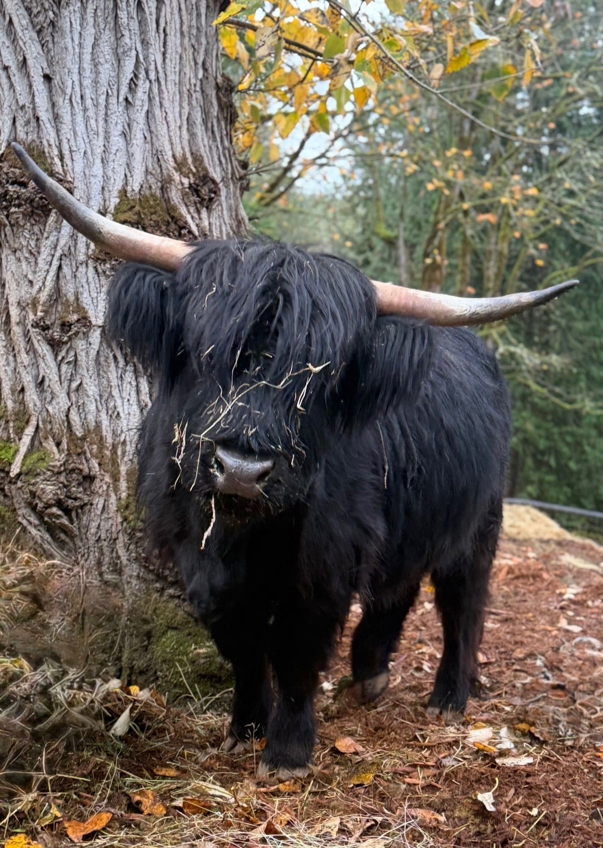 IHB Moonlight Stitch — black Highland cow, AHCA #68415