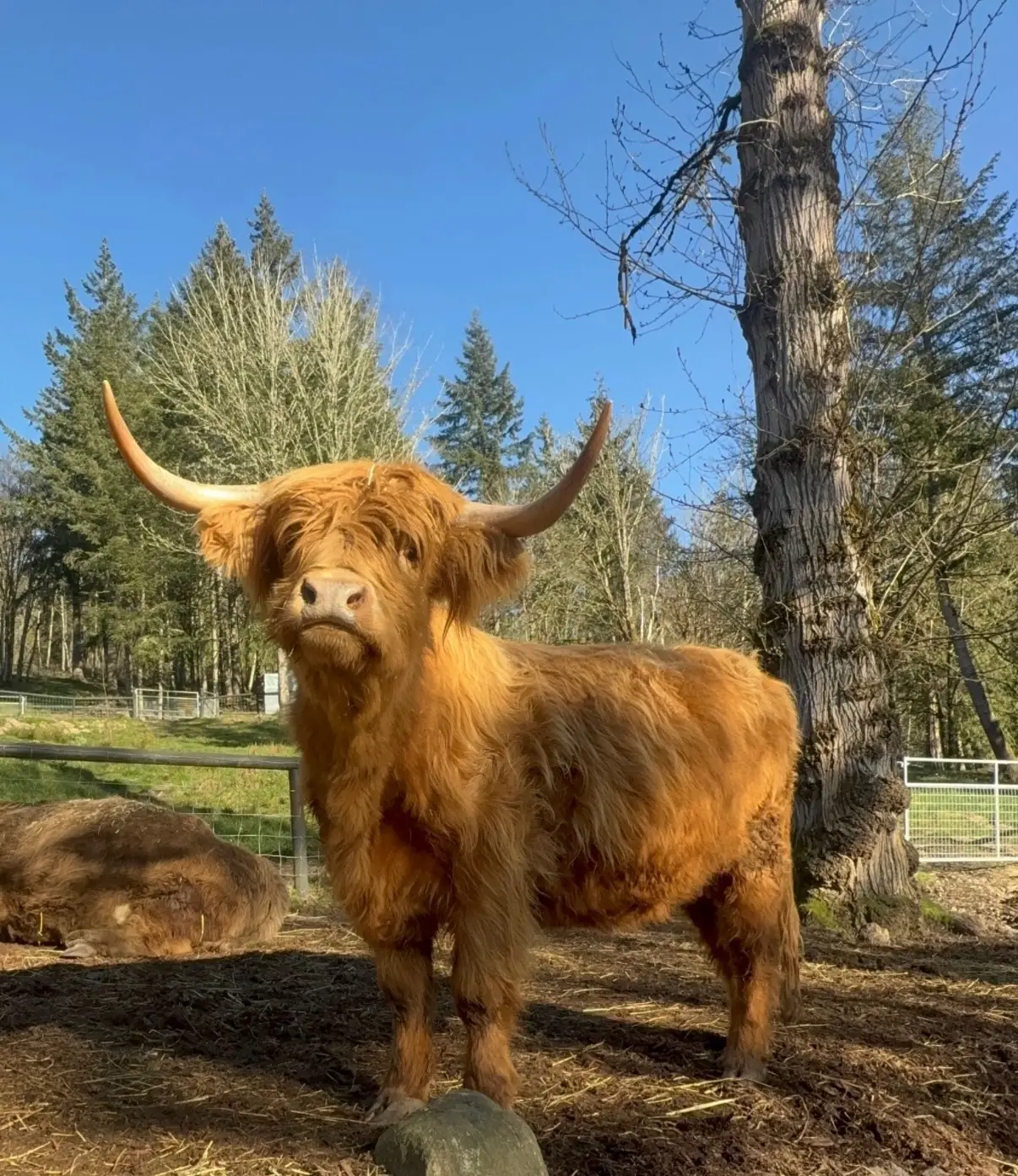 HCA Juliet's Heavenly Jade — yellow brindle Highland cow, AHCA #65837
