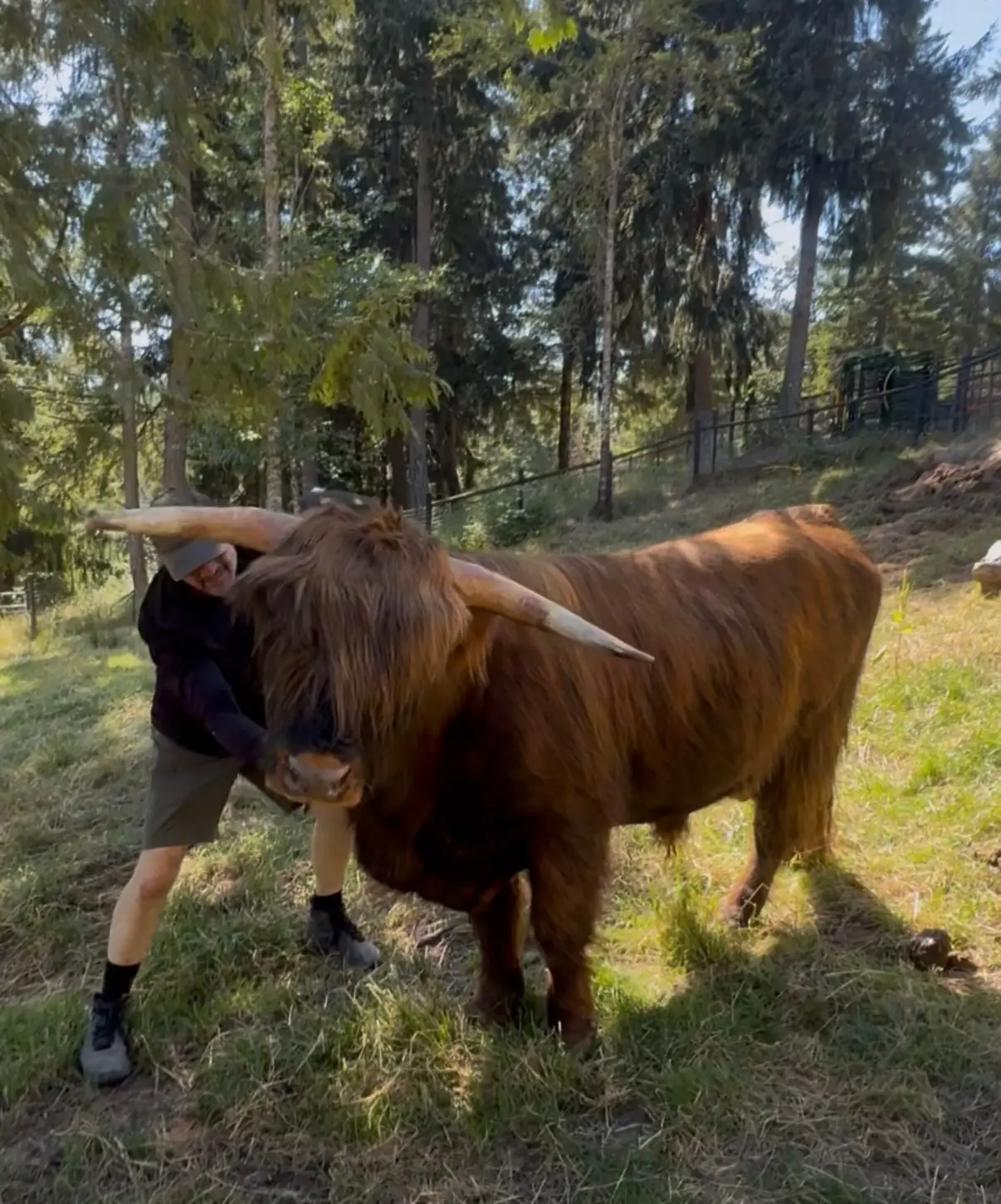 Mad Dog Mattis of KM3 — brindle Highland bull, AHCA #66895, herd sire at Highland & Co. Acres