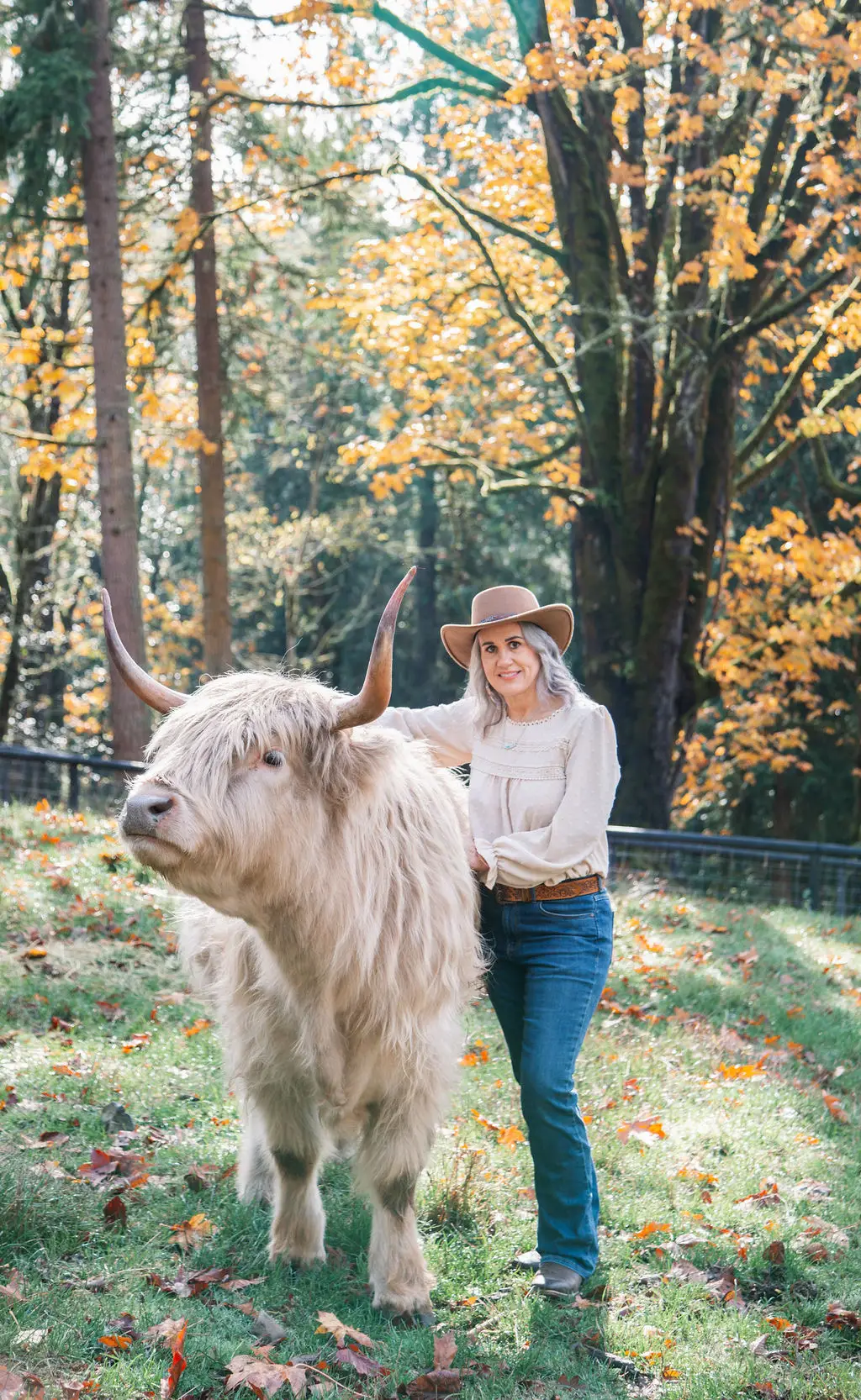 WL Maple — silver Highland cow, AHCA #65716