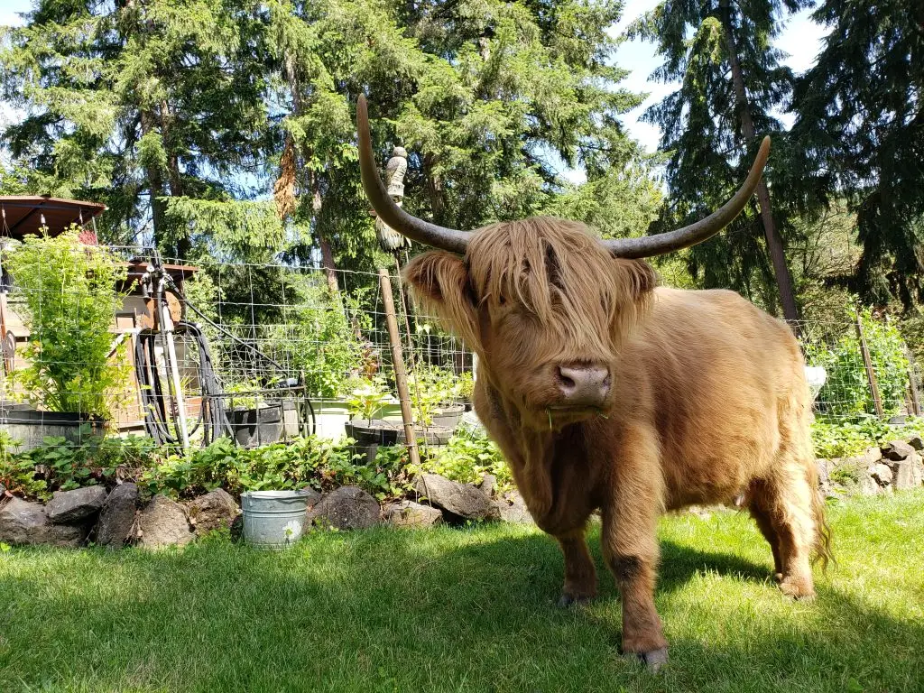 From a Toilet Paper Crisis to a WorkingFarm