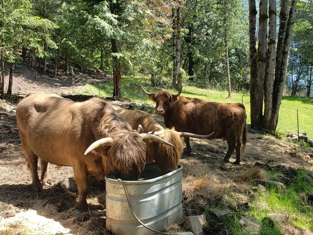 Three Scottish Highland cattle gathered around a galvanized water trough in a wooded Pacific Northwest pasture at Highland & Co. Acres