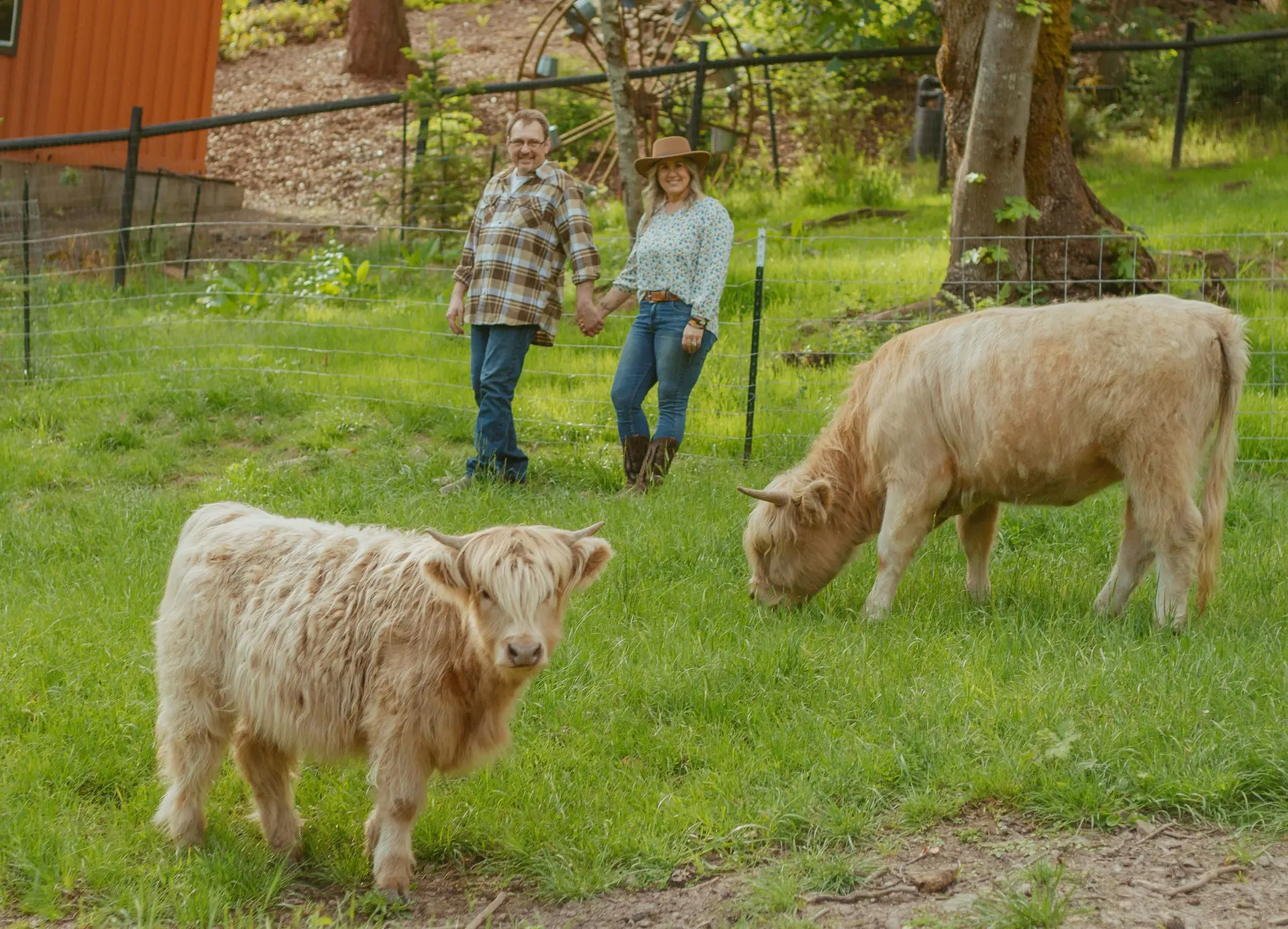 Jaimie and Dave Hinckle holding hands in a green pasture while two silver Highland cattle graze around them at Highland & Co. Acres in Kalama, Washington