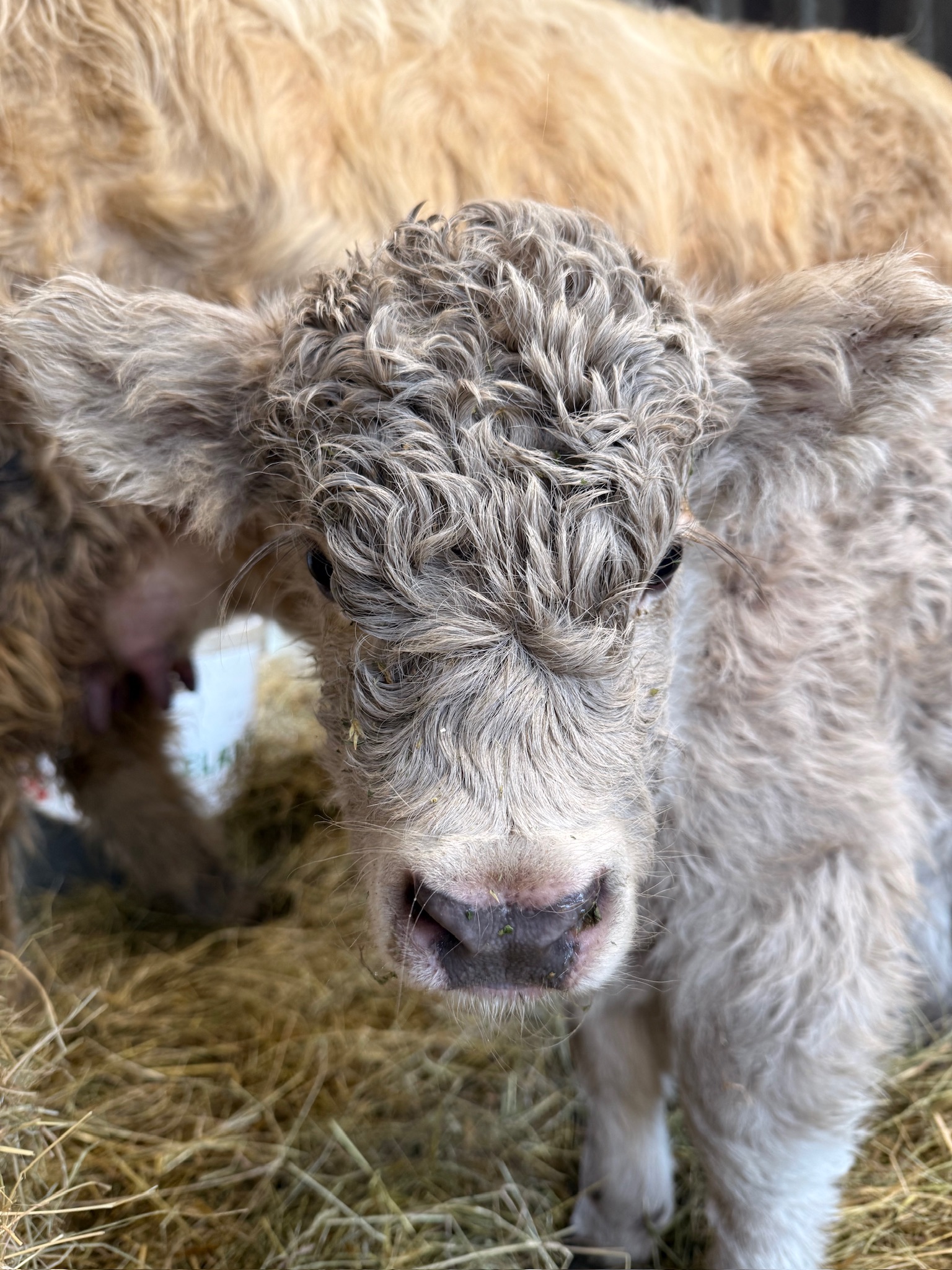 Tiny newborn Highland calf HCA A'ine Beannachd with curly silver coat looking directly at camera while nestled in hay at Highland & Co. Acres in Cowlitz County, Washington