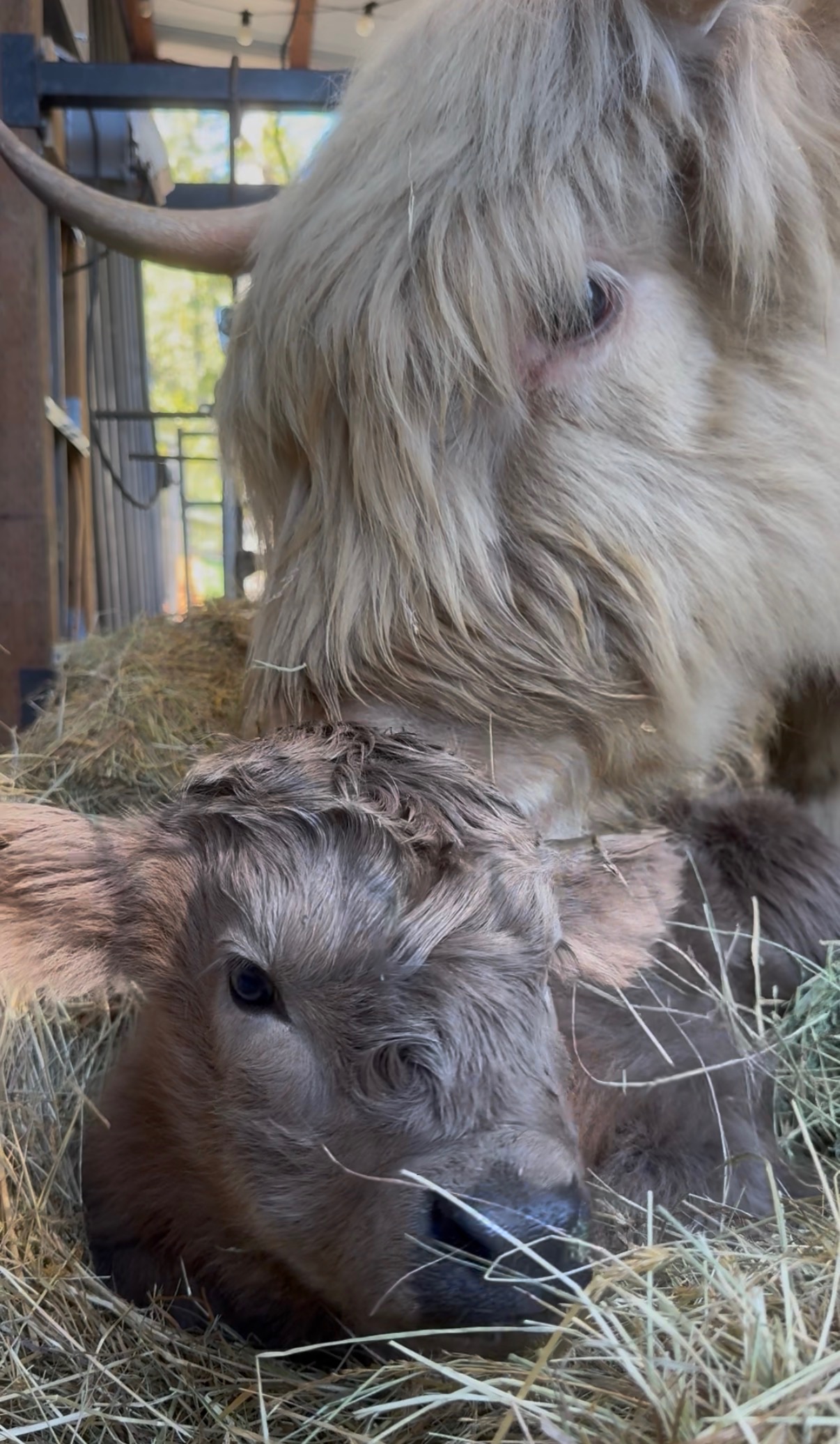 Silver Highland cow WL Maple nuzzling and licking her newborn calf Sorley in a barn stall at Highland & Co. Acres in Cowlitz County, Washington