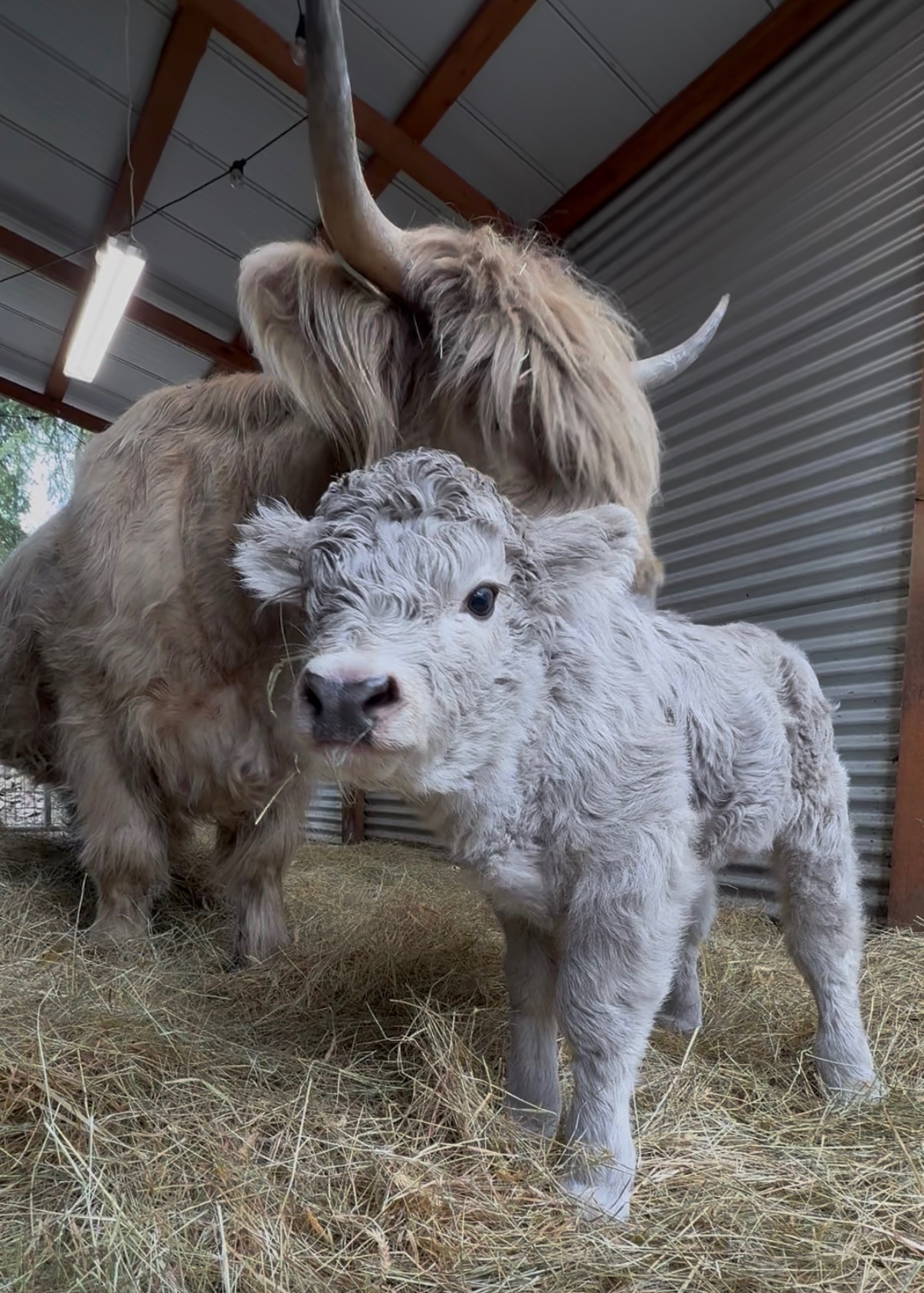 HCA A'ine Beannachd — suspected silver Highland heifer calf, Andromeda × Mattis, Highland & Co. Acres