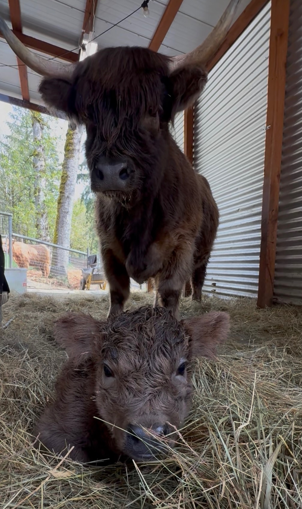HCA Jamison Beannachd — suspected dun Highland heifer calf, Captain Janeway × Mattis, Highland & Co. Acres
