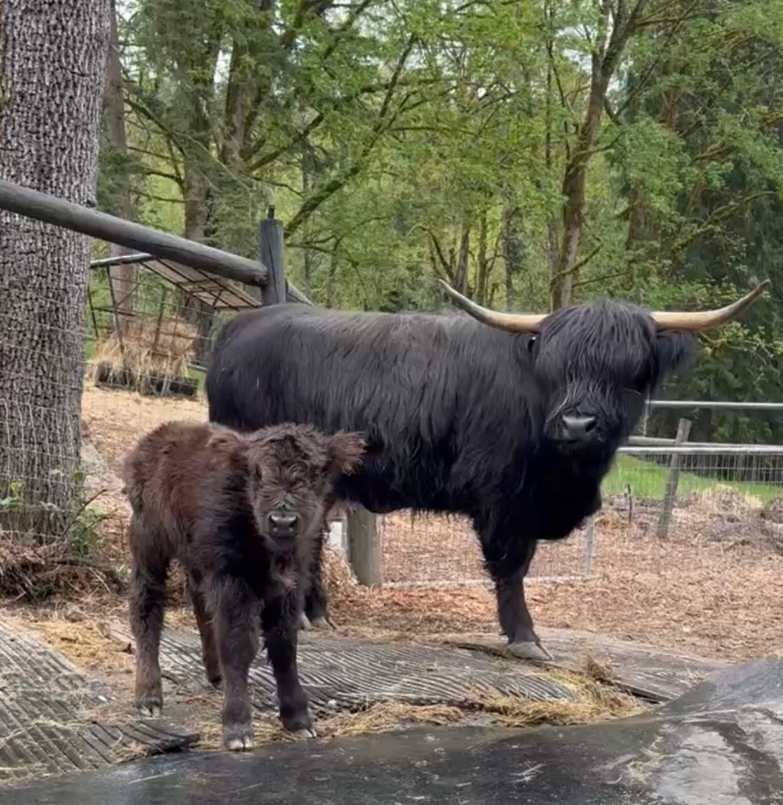 HCA Romeo Beannachd — suspected black Highland bull calf, Moonlight Stitch × Mattis, Highland & Co. Acres