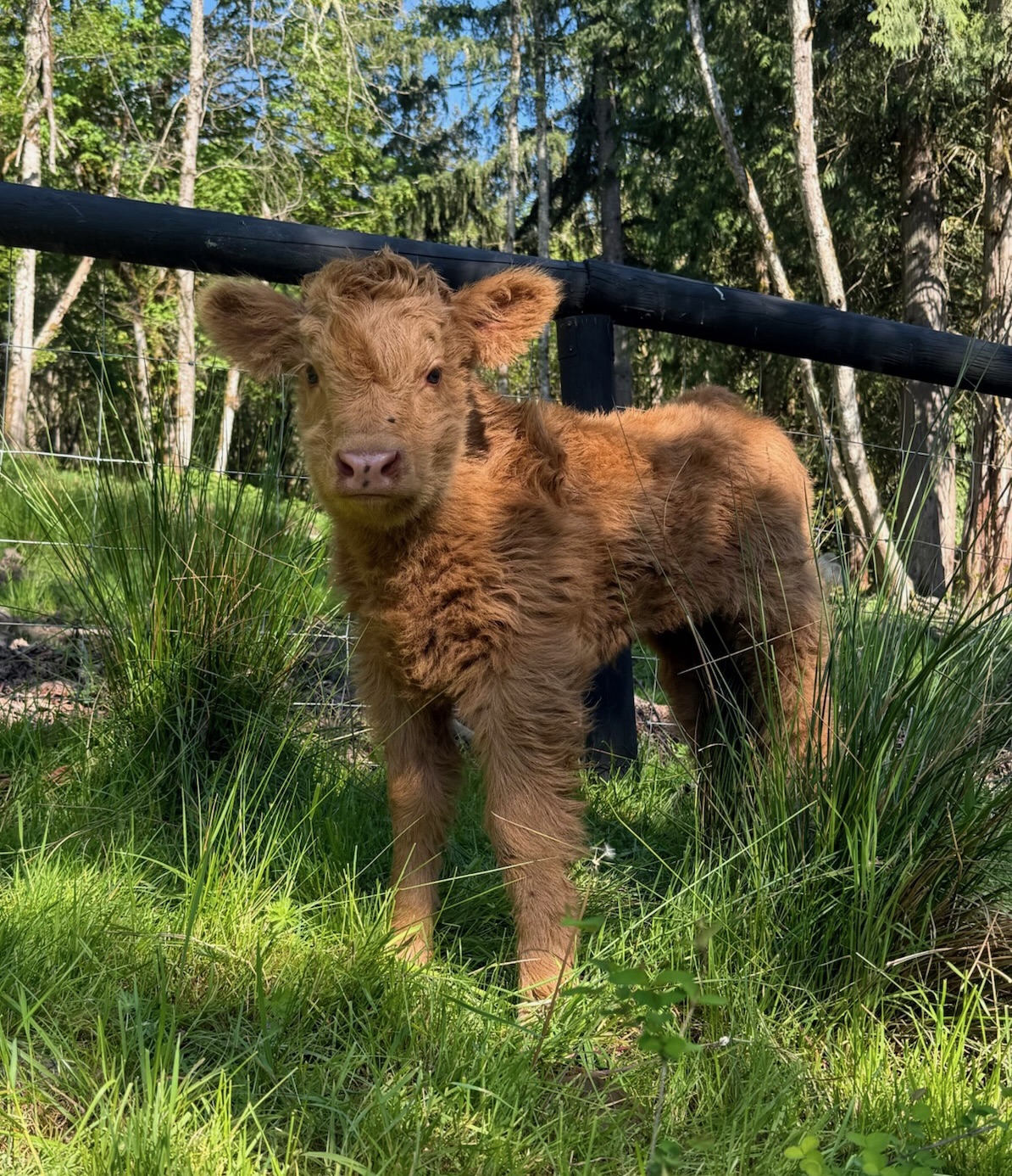 HCA S'ead Beannachd — suspected yellow brindle Highland heifer calf, Heavenly Jade × STR Encore, Highland & Co. Acres