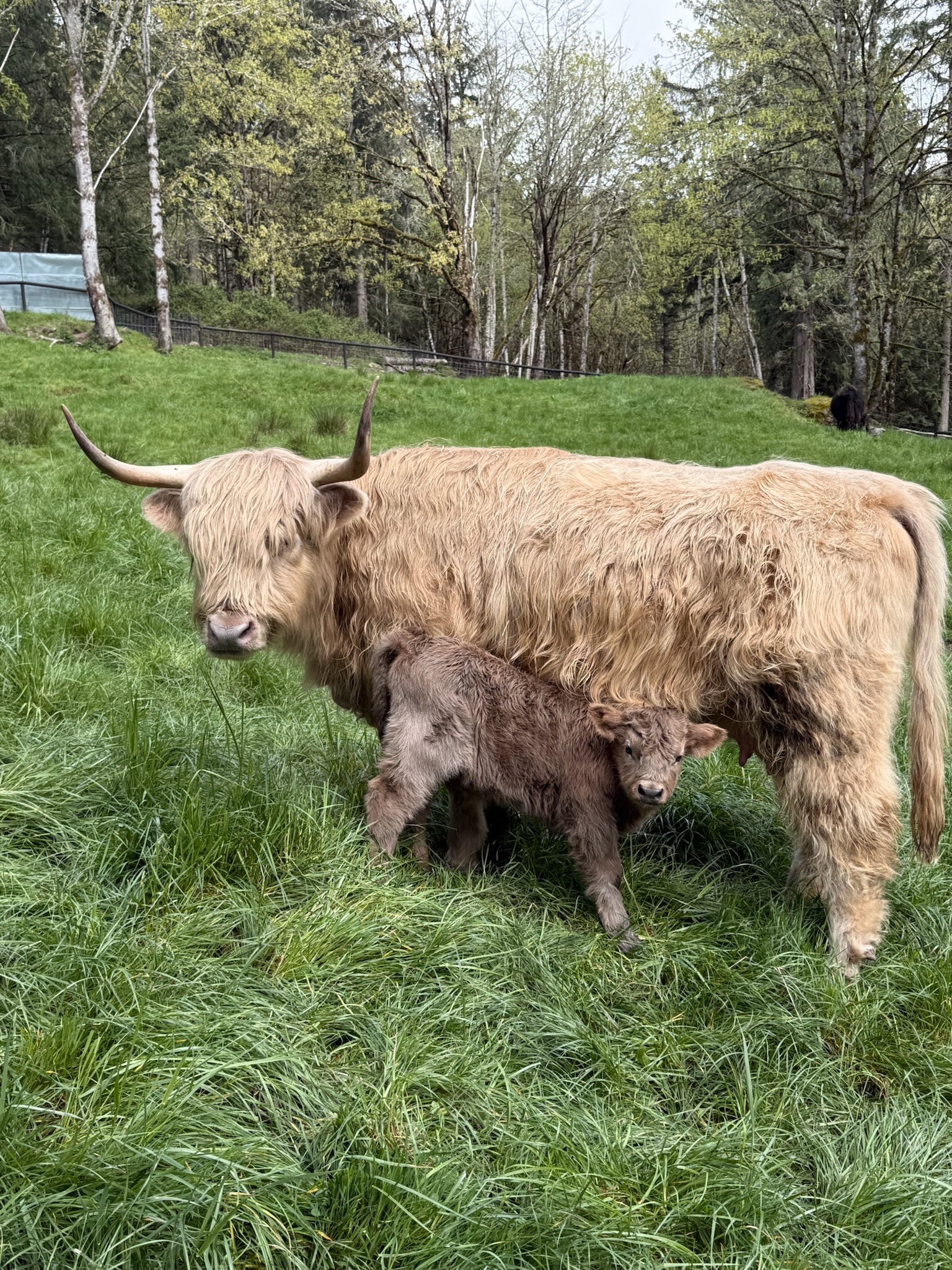 HCA Sorley Beannachd — suspected dun Highland bull calf, Maple × Mattis, Highland & Co. Acres