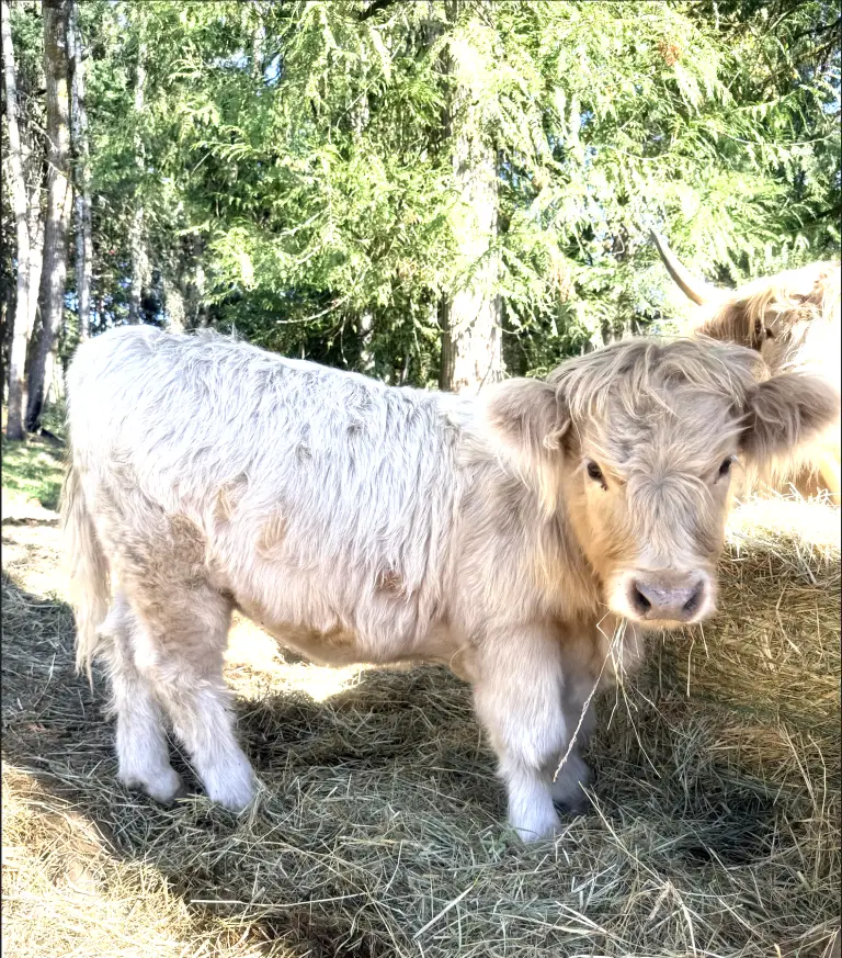 HCA A'ine Beannachd, Scottish Highland heifer calf out of Andromeda, retained at Highland & Co. Acres