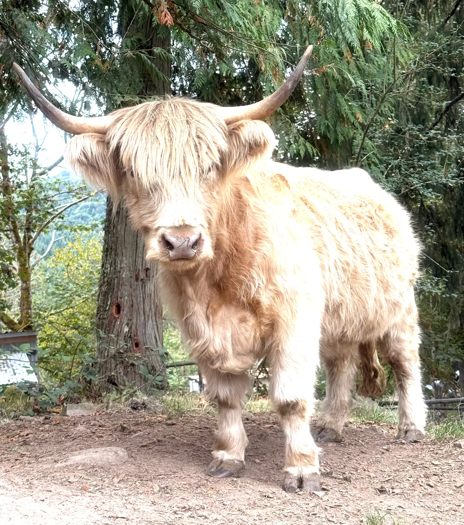 Squires Farm Andromeda, silver Scottish Highland cow, AHCA #67128, at Highland & Co. Acres