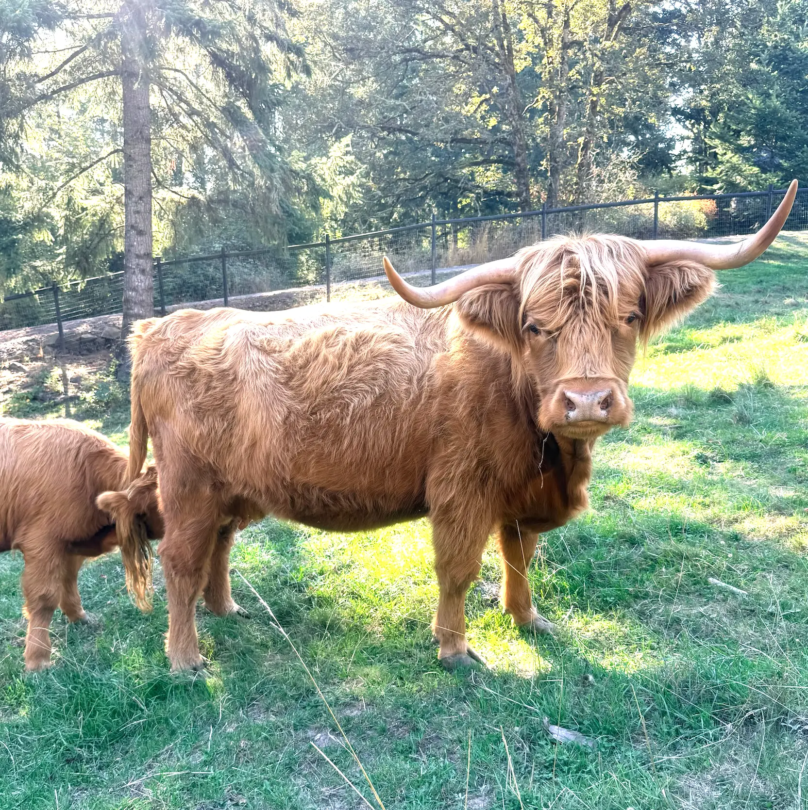 HCA Juliet's Heavenly Jade, yellow brindle Scottish Highland cow, AHCA #65837, foundation cow at Highland & Co. Acres