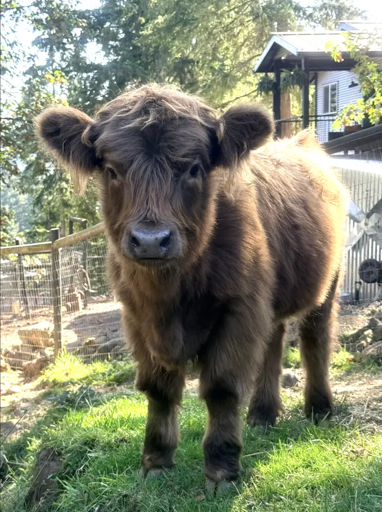 HCA Skye Beannachd, Scottish Highland heifer calf out of Captain Janeway by Mattis, Highland & Co. Acres