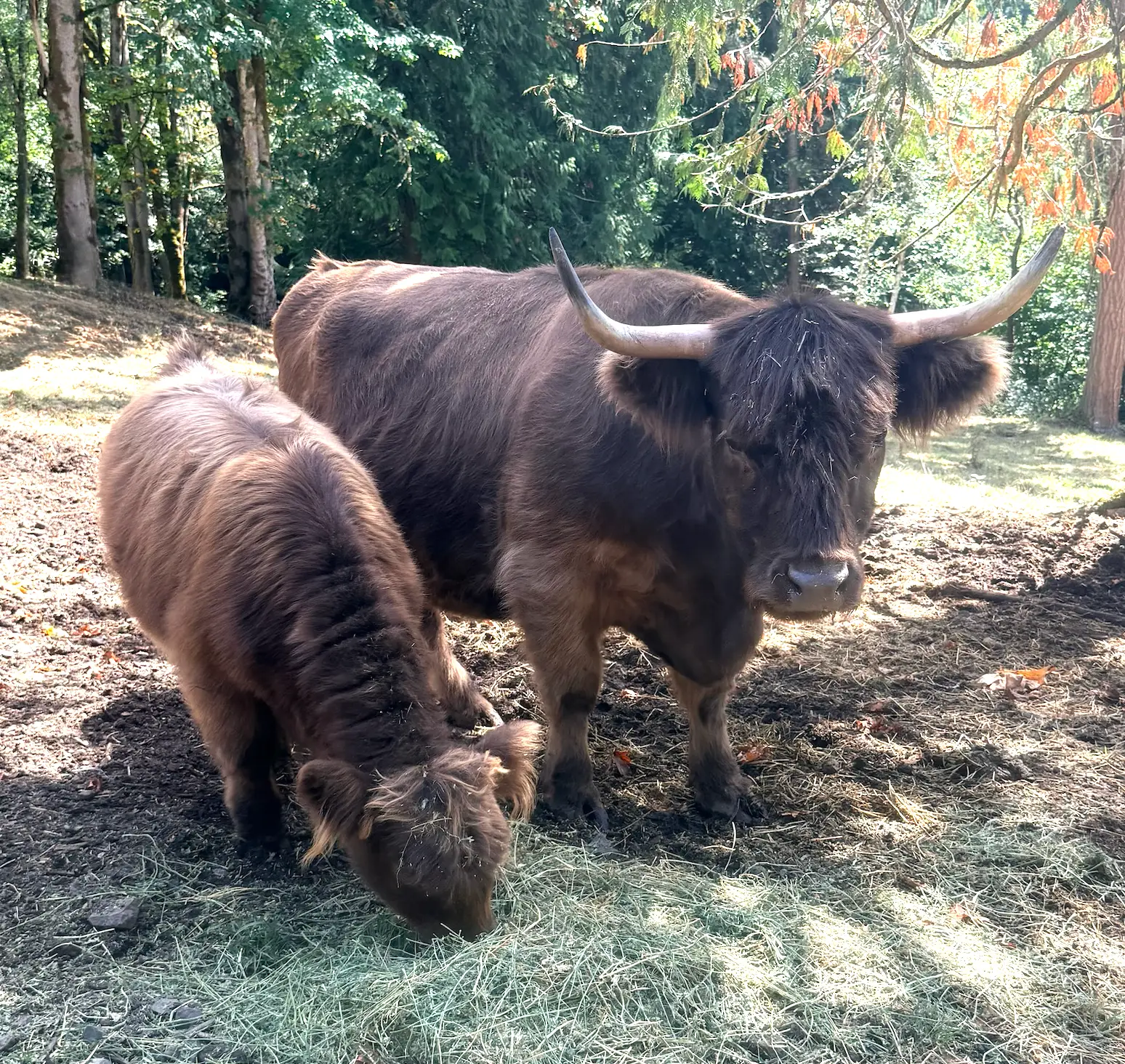 Squire Farms Captain Janeway, dun Scottish Highland cow, AHCA #64434, at Highland & Co. Acres