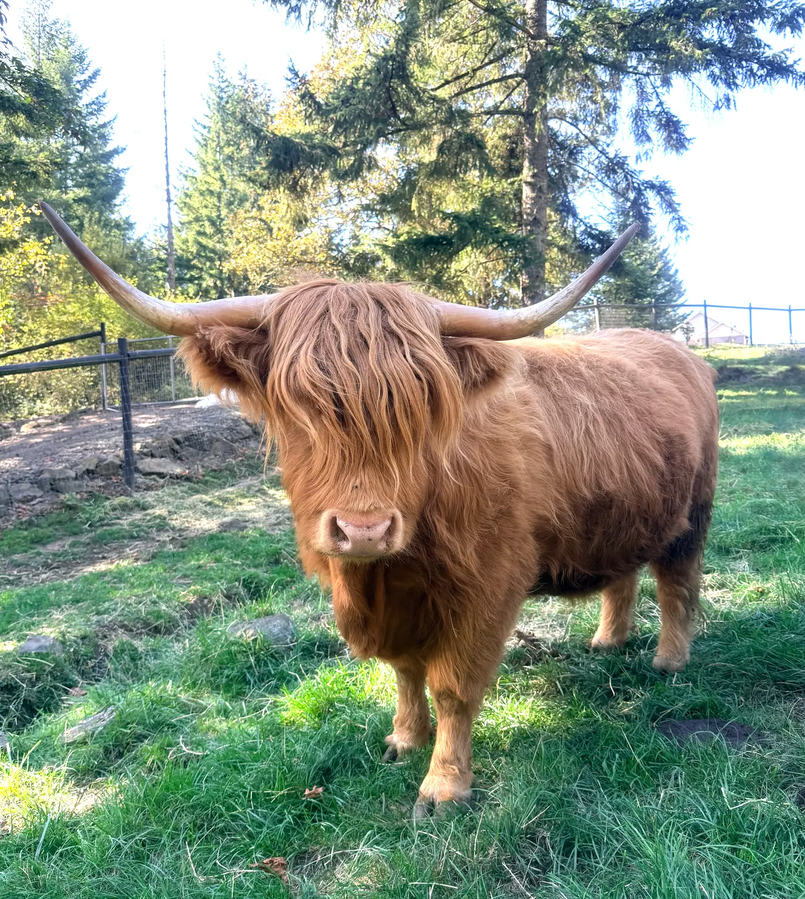 Scarlet Sunrise Lorna, large-framed Scottish Highland cow and herd queen at Highland & Co. Acres in Kalama, Washington