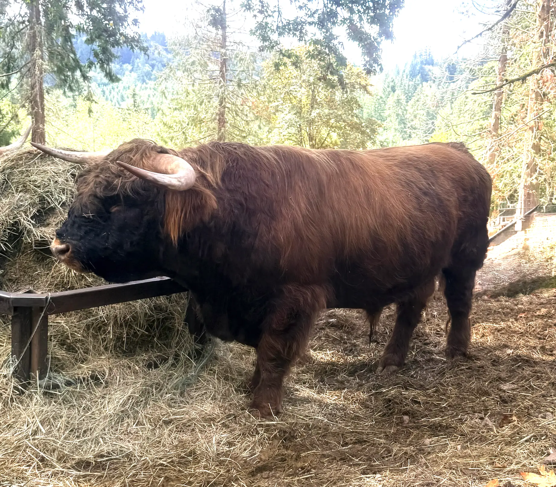 Mad Dog Mattis of KM3, brindle Scottish Highland herd sire, AHCA #66895, at Highland & Co. Acres