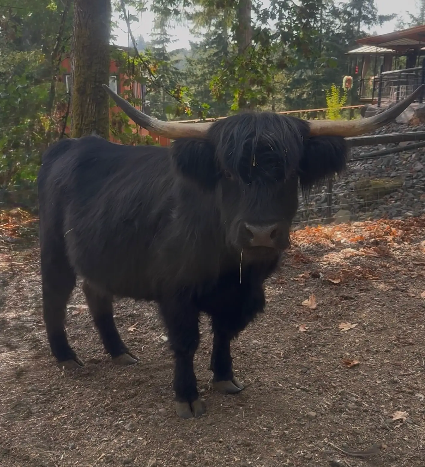 IHB Moonlight Stitch, black Scottish Highland cow, AHCA #68415, at Highland & Co. Acres