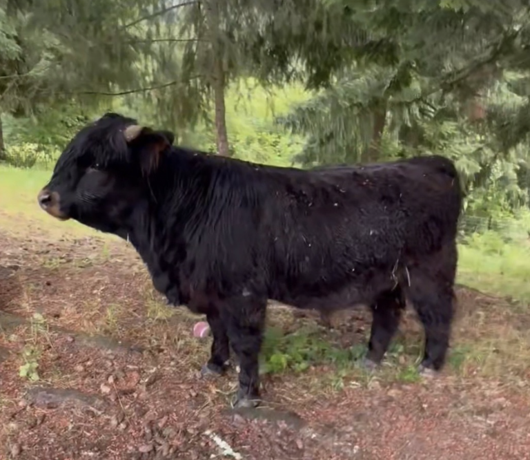 HCA Rarbaert O'Hart, black brindle Scottish Highland young bull, first calf born at Highland & Co. Acres