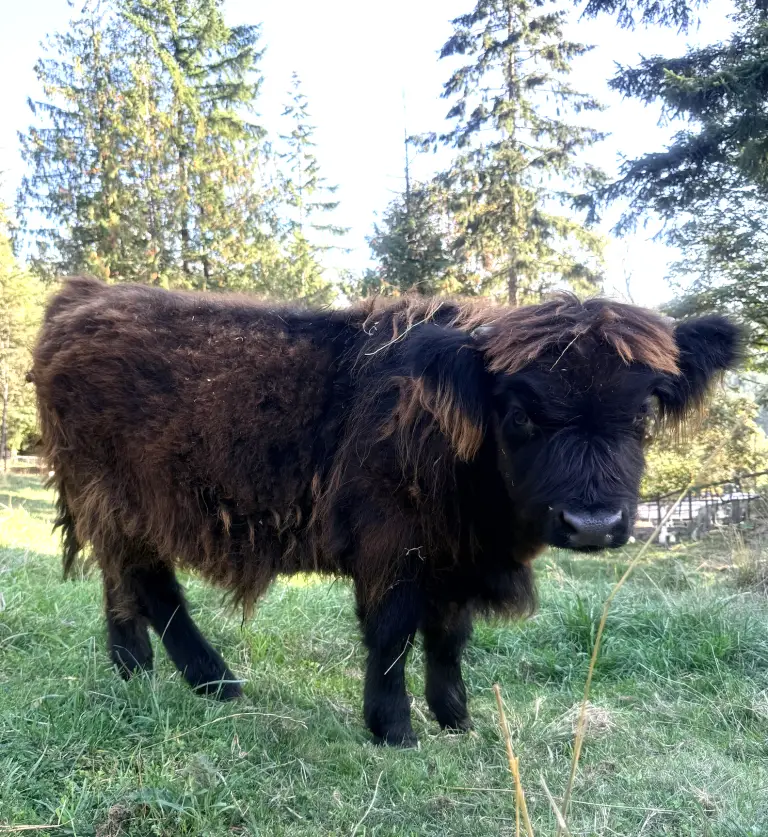 HCA Romeo Beannachd, Scottish Highland bull calf out of Moonlight Stitch by Mattis, Highland & Co. Acres