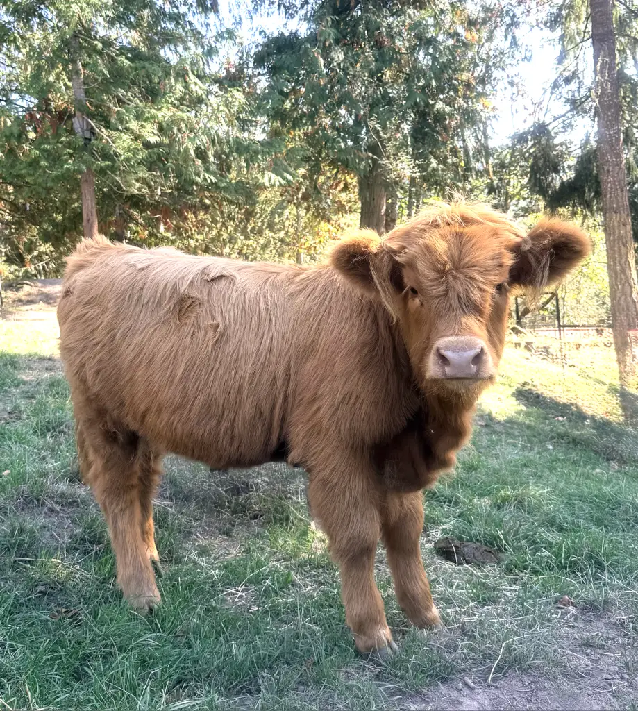 HCA S'ead Beannachd, Scottish Highland heifer calf out of Heavenly Jade by STR Encore, Highland & Co. Acres