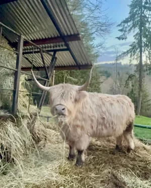 Andi, a blonde Scottish Highland cow with long curved horns and a thick double coat, standing at a hay shelter at Highland & Co. Acres in Cowlitz County, Washington, with Pacific Northwest forest and hills in the background