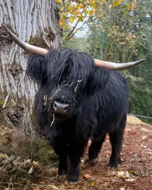 Mooni, a rare black Scottish Highland cow with long wide-set horns and a full black double coat with hay in her forelock, standing beside a large moss-covered tree on an autumn day at Highland & Co. Acres in Cowlitz County, Washington
