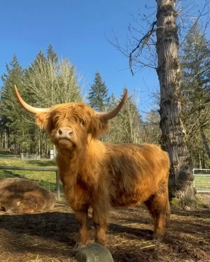 Jade, a red Scottish Highland cow with long upswept horns and a full flowing double coat, standing alert in a sunny pasture at Highland & Co. Acres in Cowlitz County, Washington, with Pacific Northwest forest and blue sky in the background