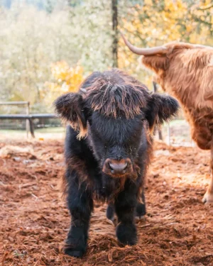 HCA Rarbaert O'Hart black Highland bull calf AHCA registered herd sire STR Encore son at Highland & Co Acres breeding program Washington